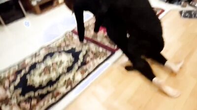 2 dog girl: japan shit zoo porn