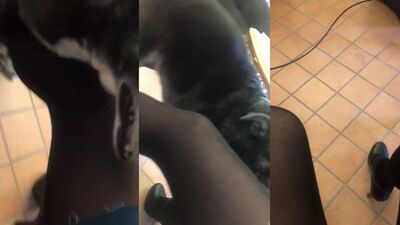Porn comics bestiality: crossdresser femboy zoophilia porn
