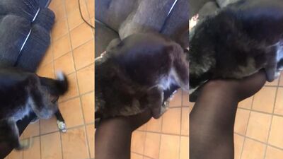 Women's dog sex: dog park porn