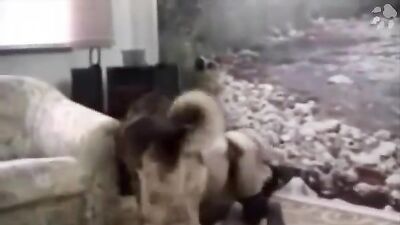 Zoo dog porn: dog sex camera