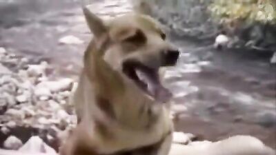 Zoo dog porn: dog sex camera