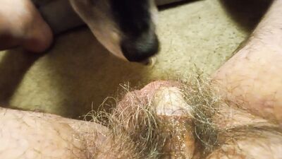 Animal sex porn: knotty dog sex