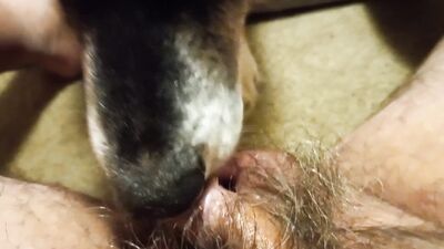 Animal sex porn: knotty dog sex