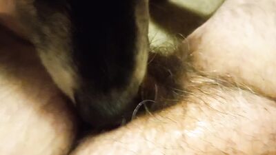 Animal sex porn: knotty dog sex