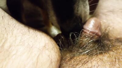 Animal sex porn: knotty dog sex