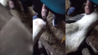 Bestiality porno: human and animal sex