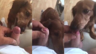 Zoo porn compilation: zoophilia stories