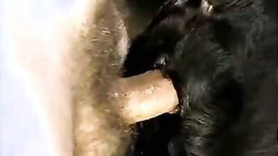 2 dog girl: porno game bestiality