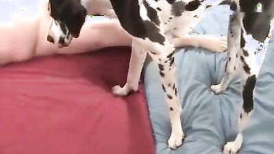 Dog porn video: zoophilia dolphin