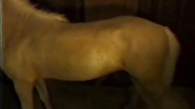 Art of zoo porno: 2 men fucking a dog zoos porn