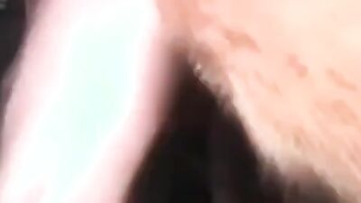 Dog sex video: download zoo video