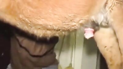 Bestiality sex: bestiality girls fuck