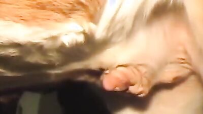 Art of zoo porno: 3d redhead dog porn