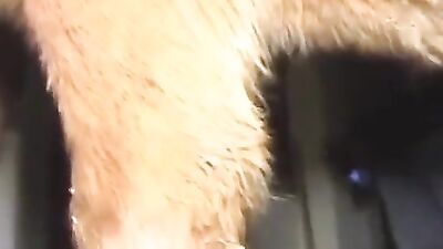 Art of zoo porno: 3d redhead dog porn