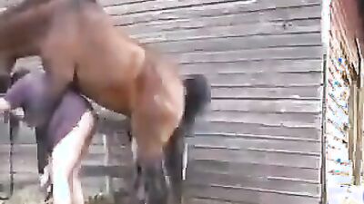 Bestiality xxx: compilation dog zoo porn pussy