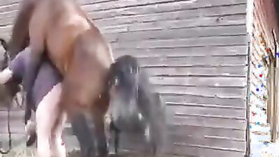 Bestiality xxx: compilation dog zoo porn pussy