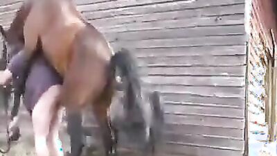Bestiality xxx: compilation dog zoo porn pussy