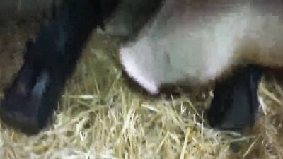 Zoo dog porn: dog porn missionary compilation