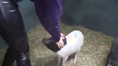 Zoo sex porn: porn comics dog and girl
