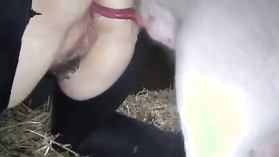 Zoo sex porn: porn comics dog and girl
