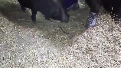 Dog sex porn: horses bestiality womens porno retro