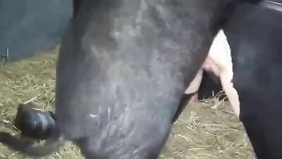 Dog sex porn: horses bestiality womens porno retro