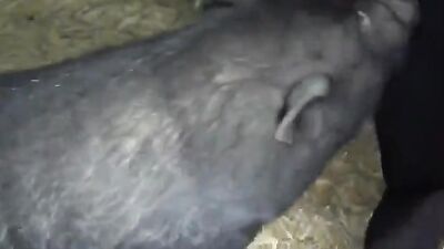 Dog sex porn: horses bestiality womens porno retro