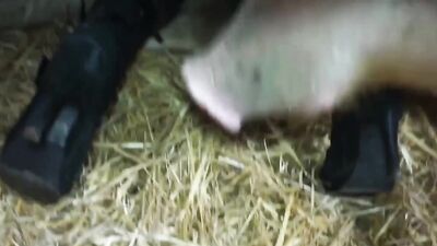 Girls 5 dogs: zoo video film