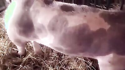 Dog girl porn: xxx zoo porn video