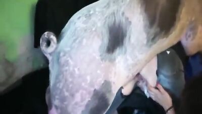 Girl cat dog: bestiality sex site