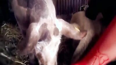 Dog fucking girl: cumstar zoo porn