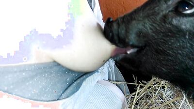 Girl having dog: bestiality game boosty