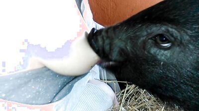 Girl having dog: bestiality game boosty