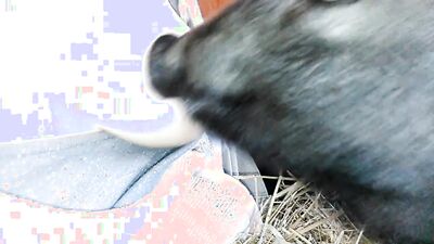 Girl having dog: bestiality game boosty