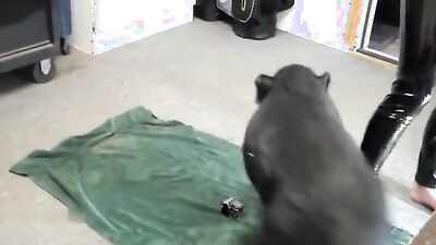 3d dog porn: exclusive zoo porn