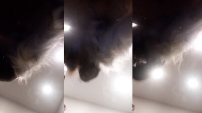 Girl having dog: ivana dog porn