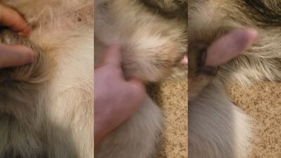 Dog fuck girls fucking: teen girl give handjob dog