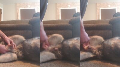 Bestiality xxx: female switch dog porn