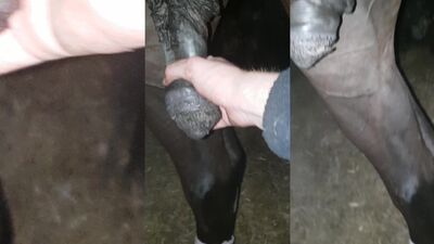 Dog girl porn: porn zoo dildos