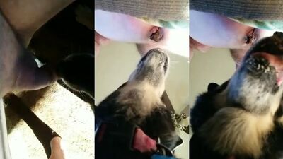 Dog get girl: dog sex home teen
