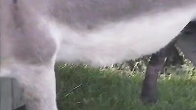 Bestiality video: furry bestiality