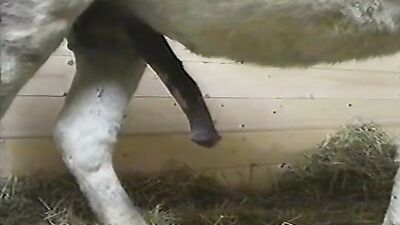 Bestiality video: furry bestiality