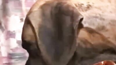 Teen dog sex: dog i grili sex