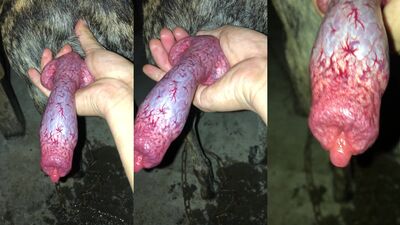 Zoo dog sex: dog porn webcam