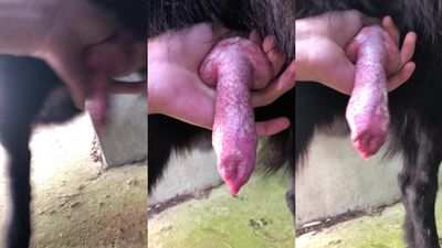 Dogs having sex: porn girls with a dog homemade