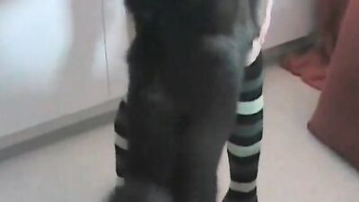 Animal crossing porn: girl and multiple dog orgy