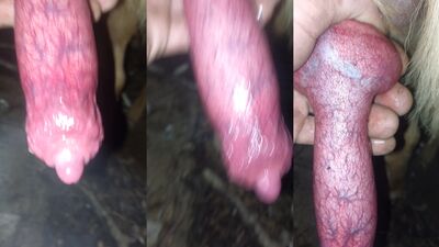 Zoo sex video: crocodile zoo porn