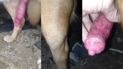 Girl playing dog: men having sex with dogs