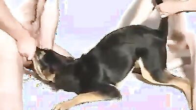 Animal sex: girl watching zoo porn