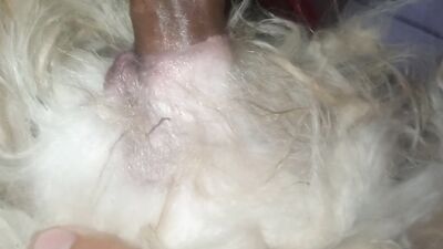 Dog girl: sex dog virgin